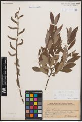 Foto von Salix cinerea L.